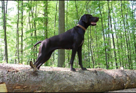 vom Wolfschling